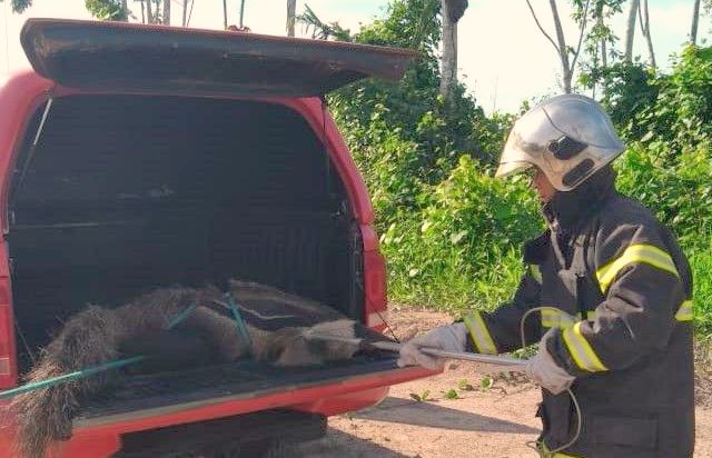 Bombeiros de Confresa resgatam tamanduá-bandeira localizado em local de risco