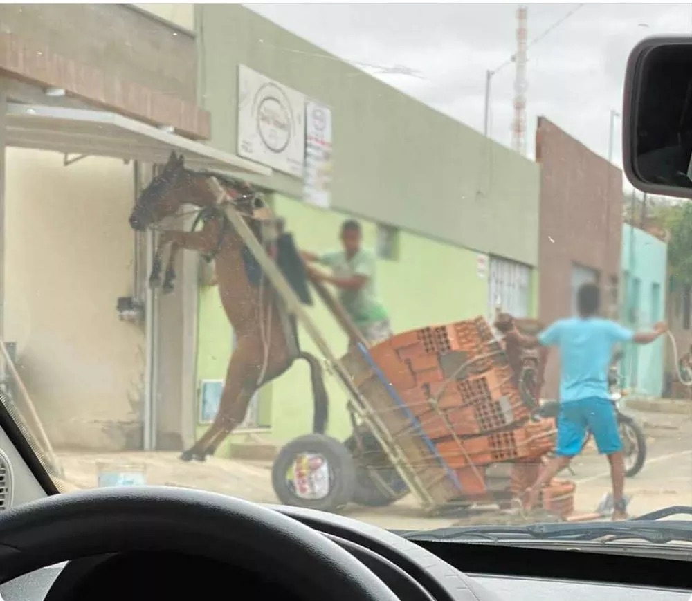 Burro fica suspenso em carroça com excesso de peso em Juazeiro do Norte; polícia ambiental notificou responsável