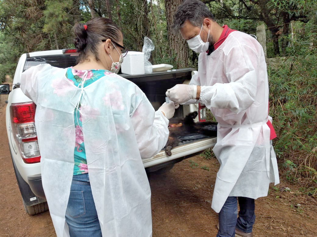 Secretarias de Agricultura e Interior e Saúde desenvolvem trabalho em parceria na detecção da febre amarela