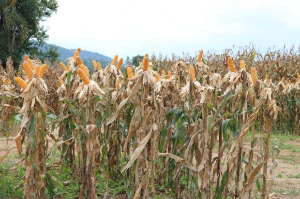 Santa Catarina debate ampliar a produção de milho na região Sul