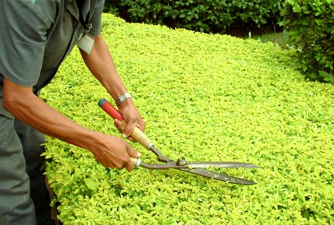 Reestruturação da coleta de resíduos de jardinagem em Rio Negro