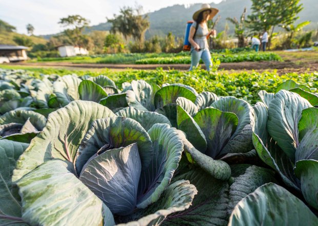 Ações da Epagri levam agricultoras e pescadoras a ocuparem espaços estratégicos nos setores onde atuam