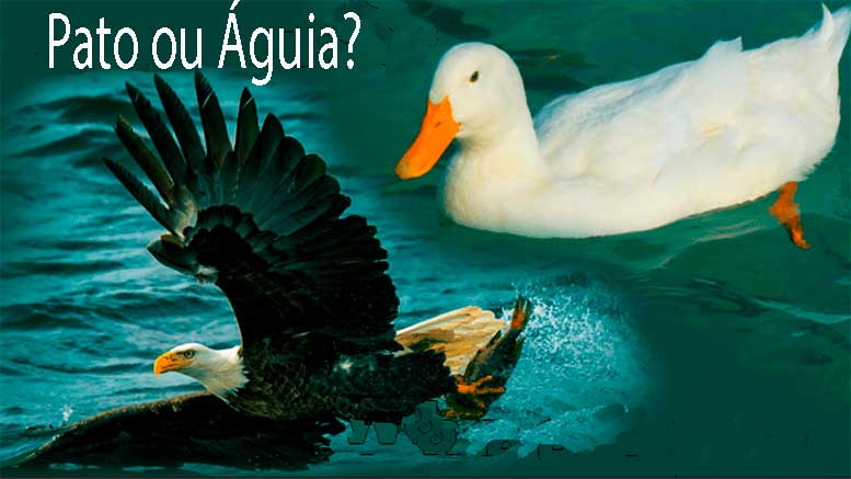 Patos em Escola de Águia