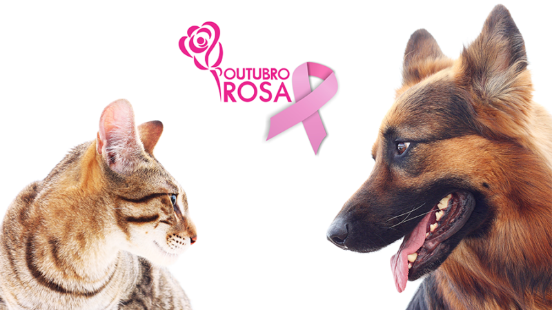 Outubro Rosa Pet alerta para câncer de mama em cadelas e gatas