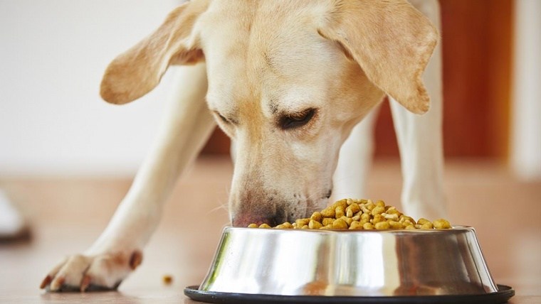 O que é o selênio e porque ele é importante para cães e gatos?