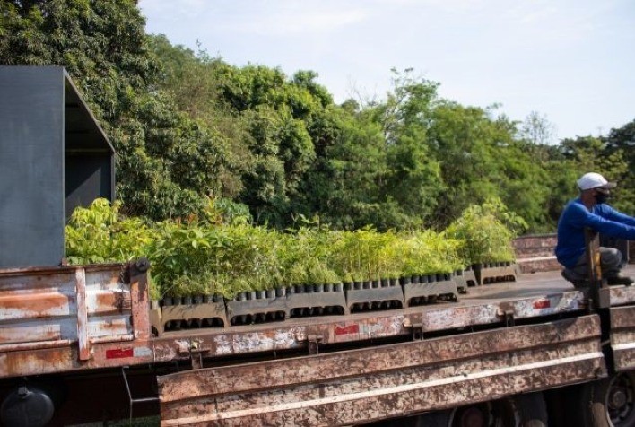 Tereos doa 85 mil mudas para reflorestar a Floresta Estadual do Noroeste Paulista