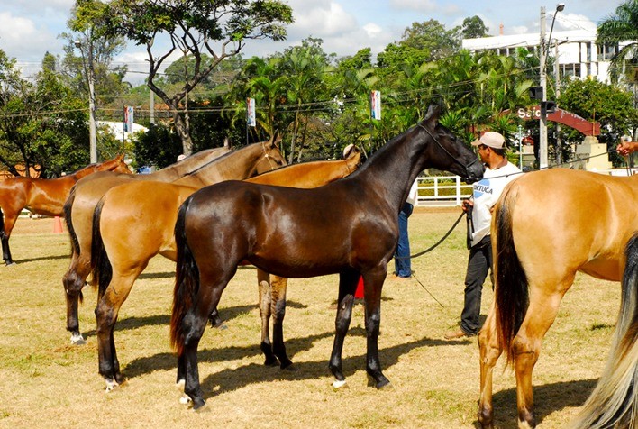 TO restringe aglomeração de equideos