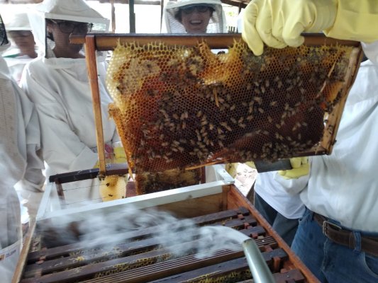 Apicultores aprendem técnicas para melhorar produção de colmeias