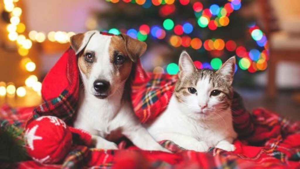 Final de ano: conheça 5 cuidados essenciais com os pets para boas festas