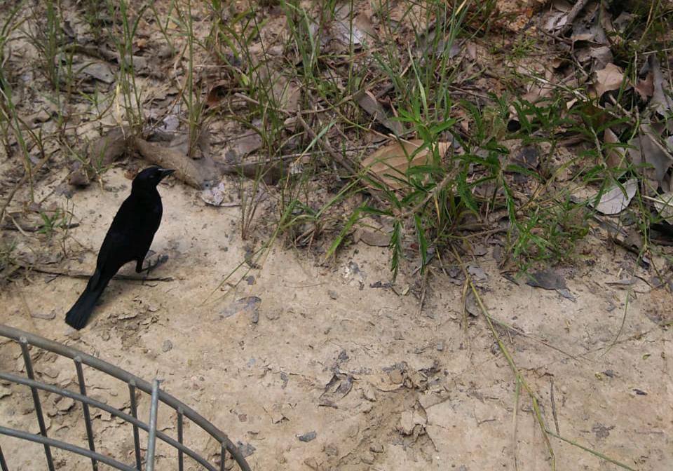 25 pássaros silvestres são devolvidos à natureza em Mato Grosso