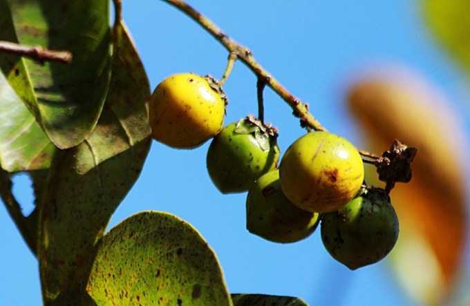 Pesquisa da Embrapa mostra alto potencial nutricional do murici