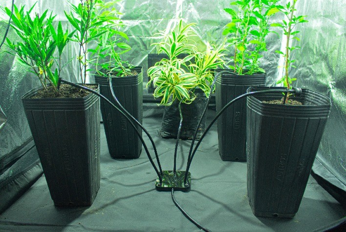 Startup curitibana cria produtos de irrigação automatizada para cultivo indoor