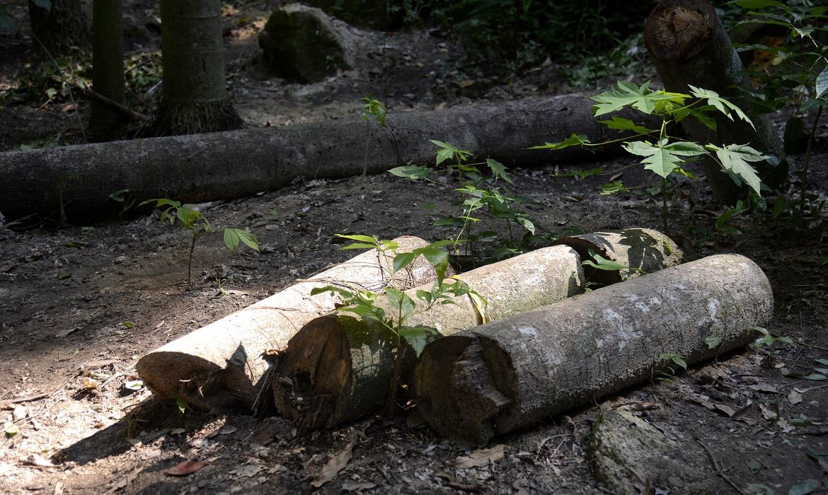 Perda de florestas mais velhas reduz diversidade da Mata Atlântica