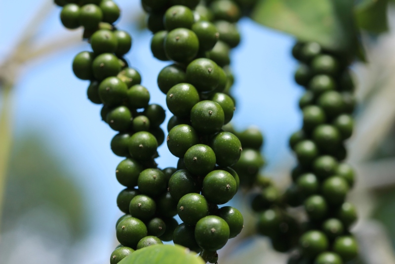 Calendário apresenta boas práticas para o cultivo da pimenta-do-reino