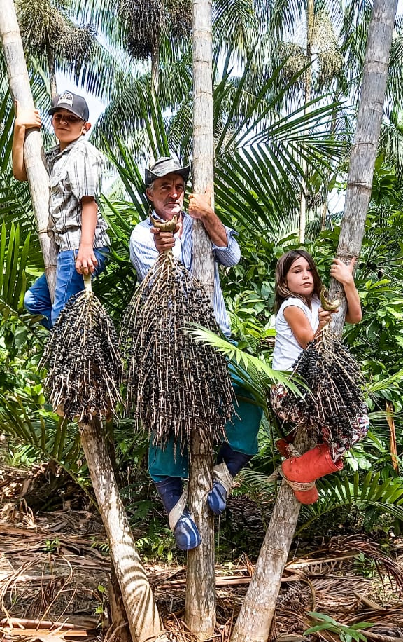 Preservar a floresta pode ser doce e lucrativo