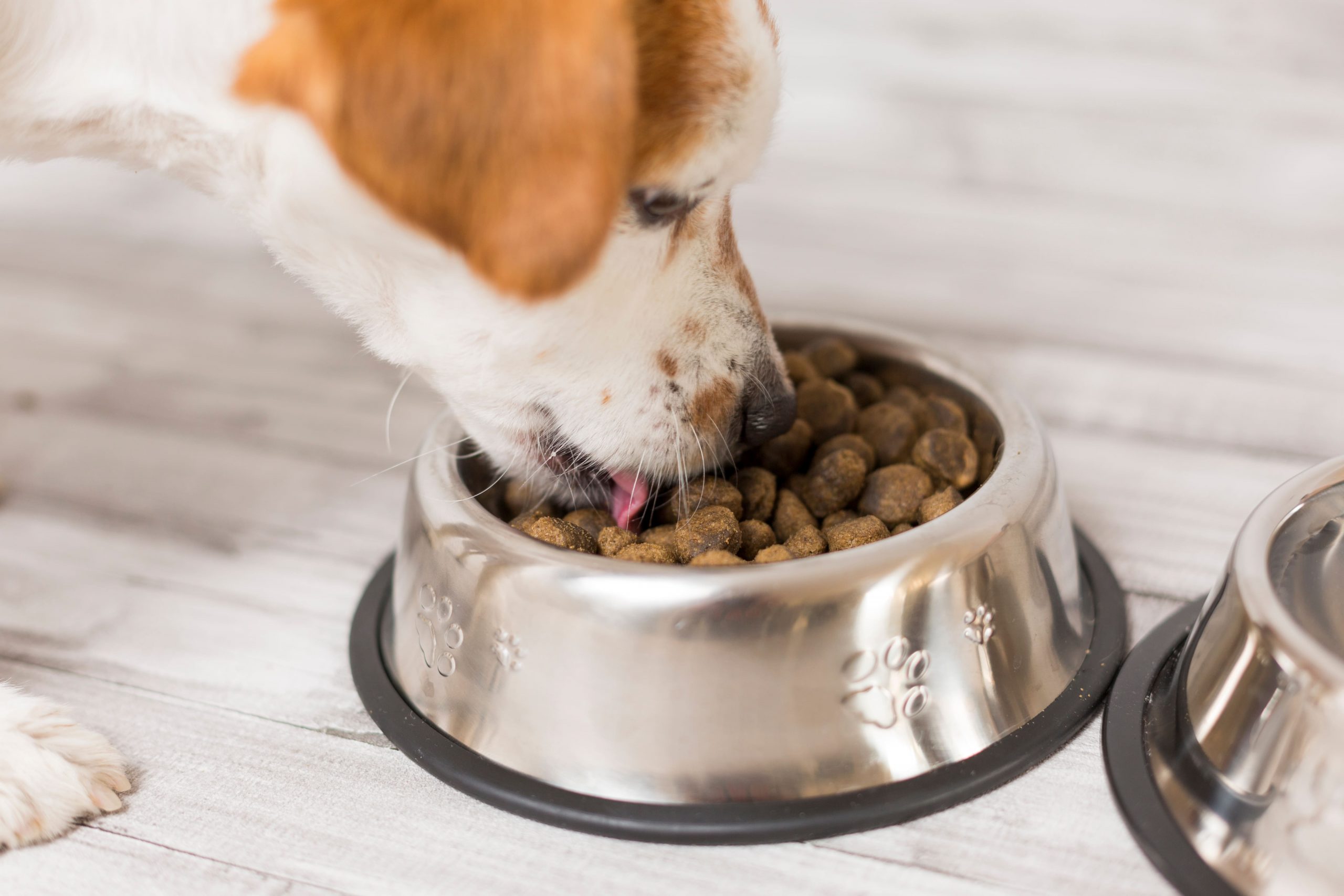 Saiba como manter o alimento do seu pet sempre fresco