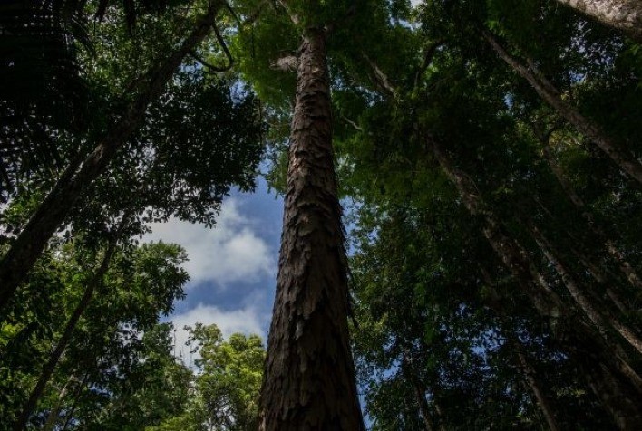 Websérie divulga iniciativas de restauração florestal no exterior