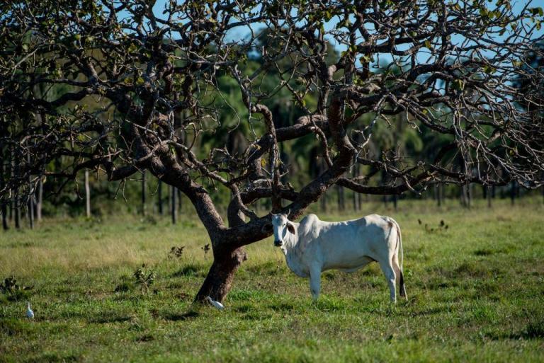 Sema emite primeira autorização de limpeza em área do Pantanal