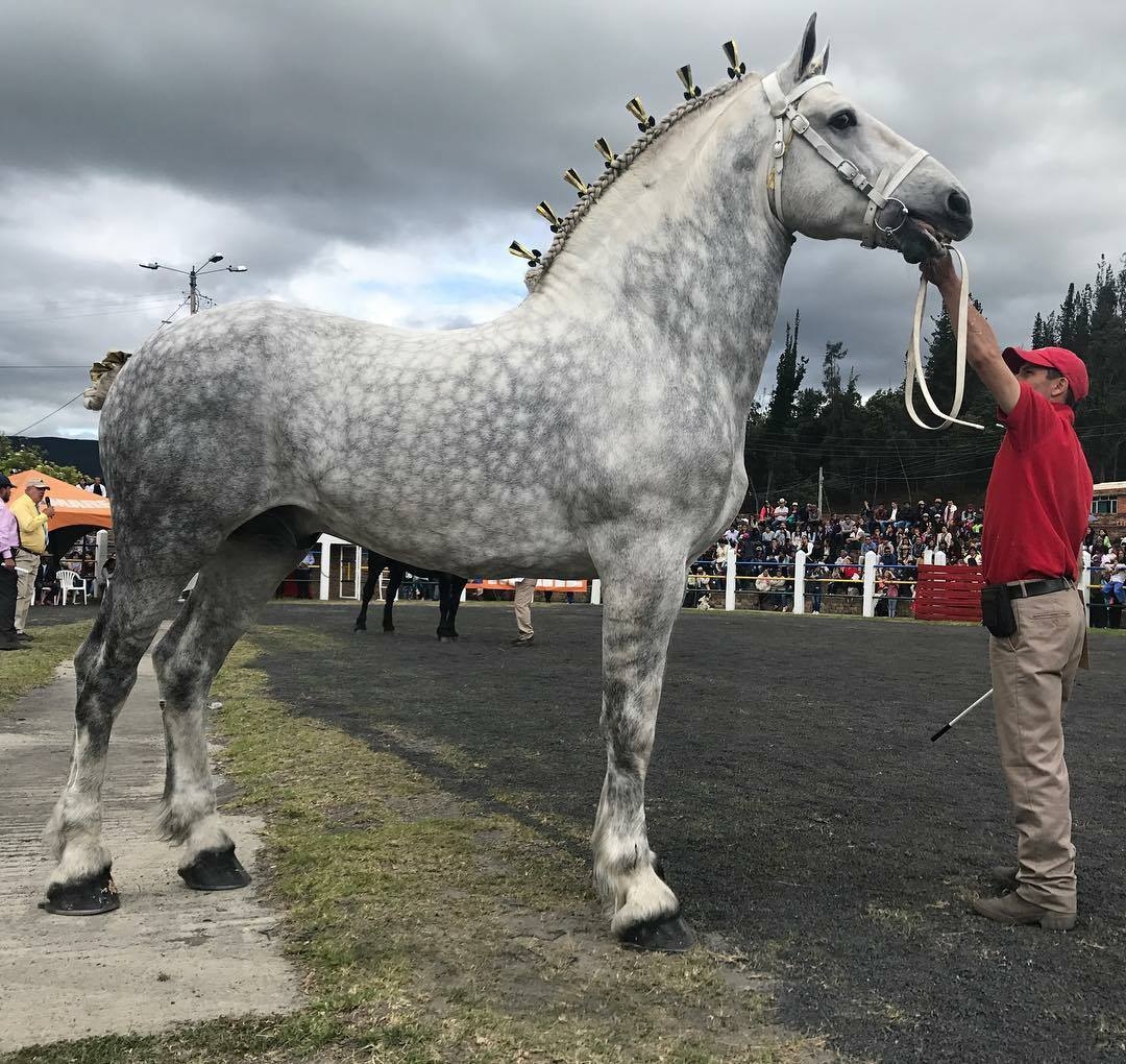 Conheça o cavalo Percheron, gigante usado na guerra