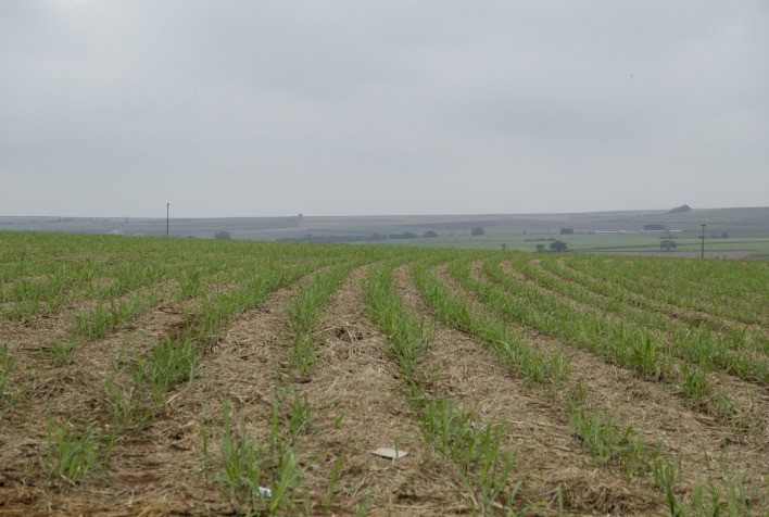 Sustentabilidade do cultivo de cana-de-açúcar para produção de bioenergia