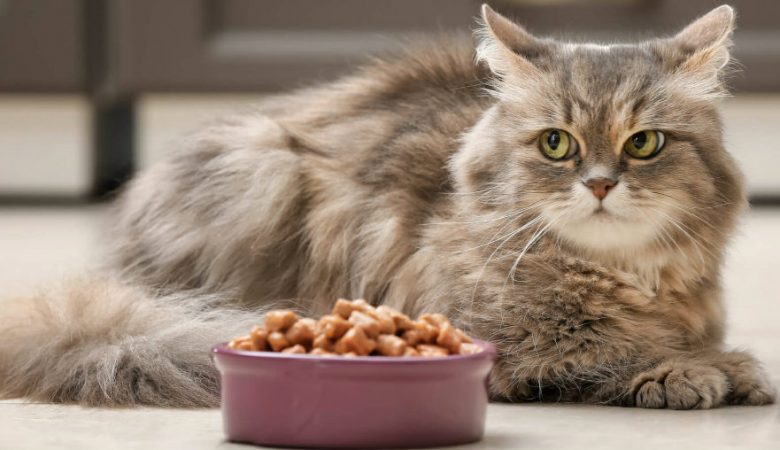 ALIMENTO PARA GATOS: COMO ESCOLHER O MELHOR