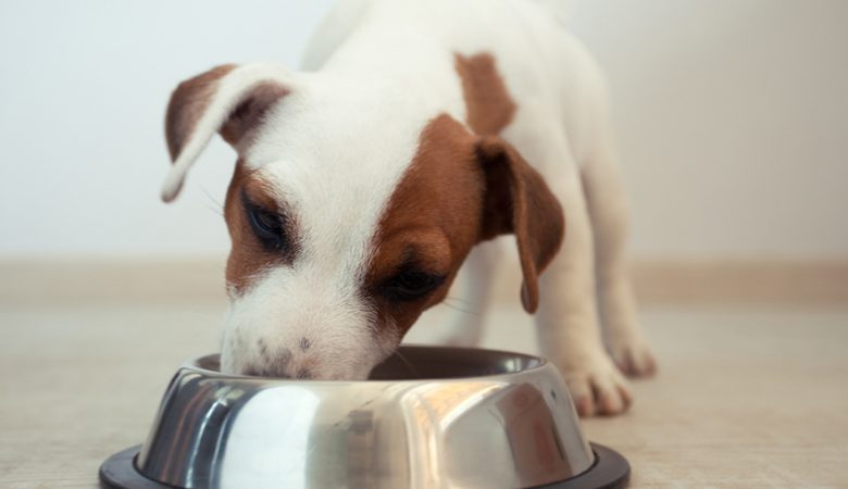 PRODUÇÃO DE RAÇÃO PARA CÃES: ENTENDA SUAS PARTICULARIDADES