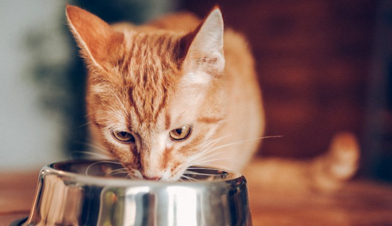 VEJA COMO DEVE SER A RAÇÃO ADEQUADA PARA FILHOTE DE GATO