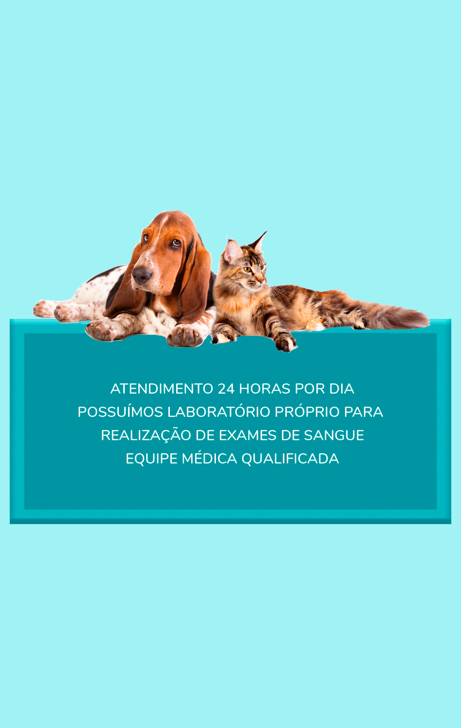 Banhos e Tosa - Clínica Veterinária Espaço Animal 24h