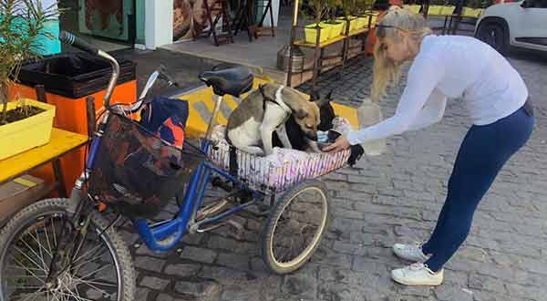 Exemplo de amor aos animais abandonados no mundo cão