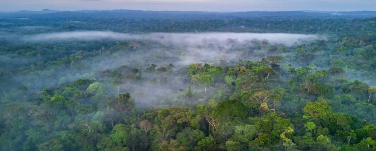 A Amazônia pode realmente piorar a mudança climática, alertam cientistas