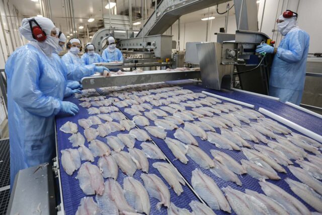 A força da tilapicultura no Paraná. Peixe chega aos Estados Unidos em 48 horas