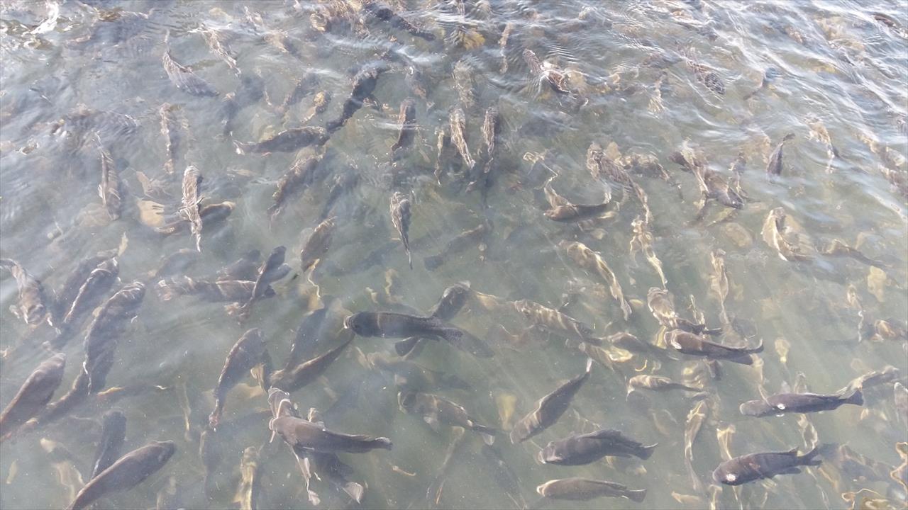 Controle de parasitos em peixes exige manejo adequado, orienta pesquisador