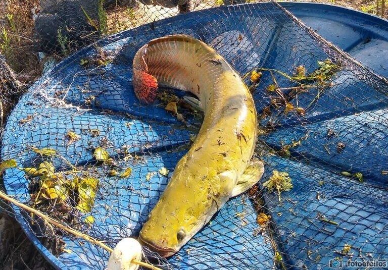 O incrível pirarucu amarelo. Veja, também, vídeo de acasalamento