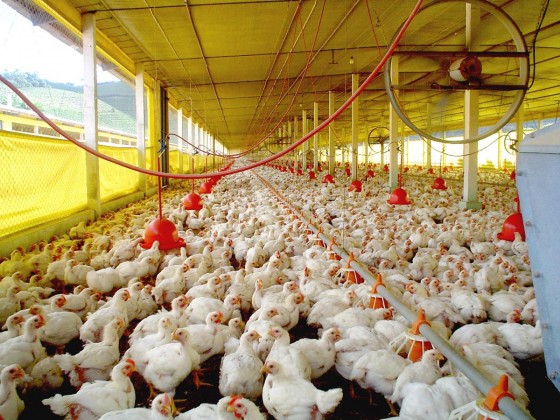 ESPECIAL – Seis cenários que podem projetar o oeste da BA como grande produtor/exportador de proteína animal e um que trava essa perspectiva