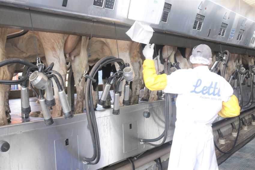 2020:  Preço do leite mais alto, mas relação de troca pior para produtor