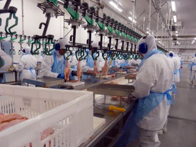 FRANGO/CEPEA: Vendas domésticas fracas mantêm preços em queda