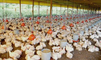Tocantins quer ampliar a avicultura e a suinocultura e contrata consultores