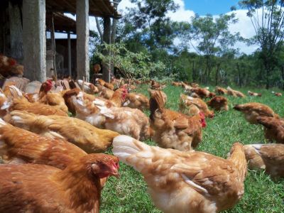 Ionóforos ajudam a modular o microbioma intestinal de frangos de corte, mas sua principal função é anticoccidiana