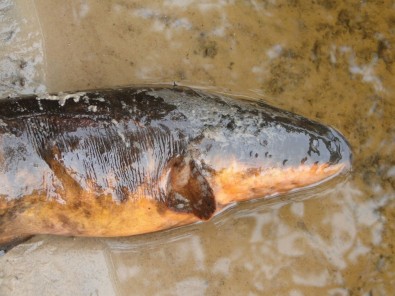 PESQUISA - Espécies com espinhos e ‘armadura’ são as presas favoritas de peixe-elétrico da Amazônia